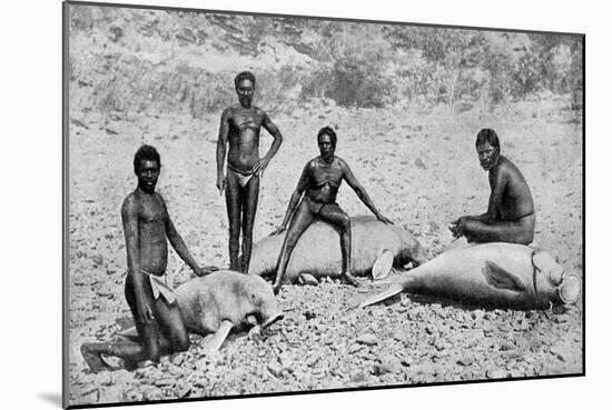 Speared Manatee, North-West Australia, 1922-null-Mounted Giclee Print