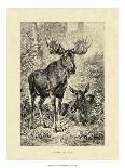 Vintage Roe Deer II-Specht Friedrich-Stretched Canvas
