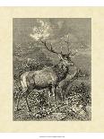 Vintage Moose or Elk-Specht Friedrich-Framed Stretched Canvas