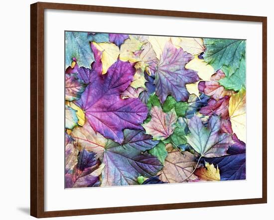 Special Colored Autumn Leaves-ninii-Framed Photographic Print