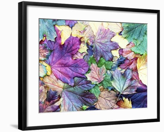 Special Colored Autumn Leaves-ninii-Framed Photographic Print