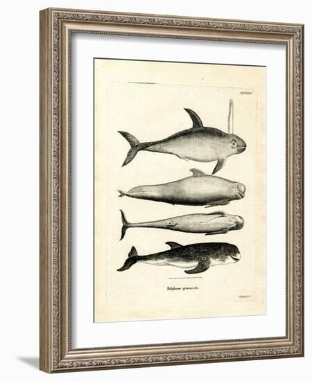 Species of Dolphins-null-Framed Giclee Print