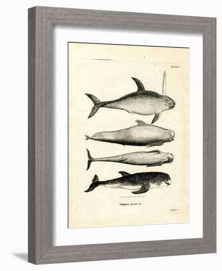 Species of Dolphins-null-Framed Giclee Print