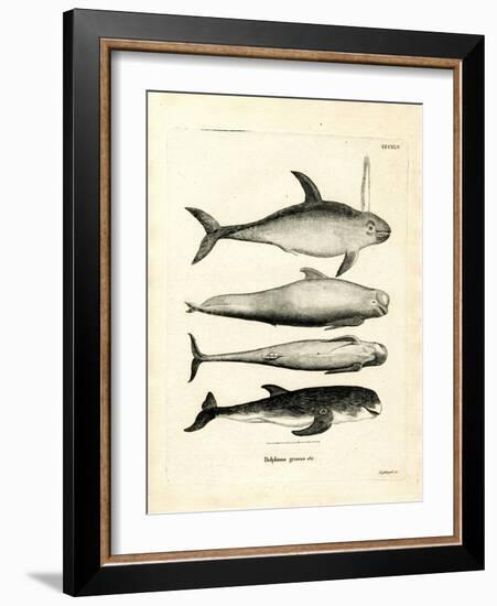 Species of Dolphins-null-Framed Giclee Print