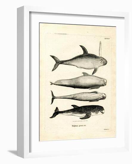 Species of Dolphins-null-Framed Giclee Print