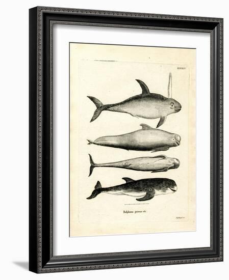 Species of Dolphins-null-Framed Giclee Print