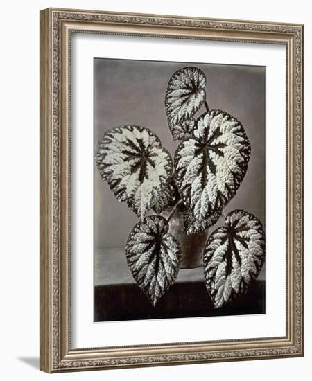 Specimen of 'Begonia Rex' in the garden of the Marchesi Strozzi, in Florence-European School-Framed Giclee Print