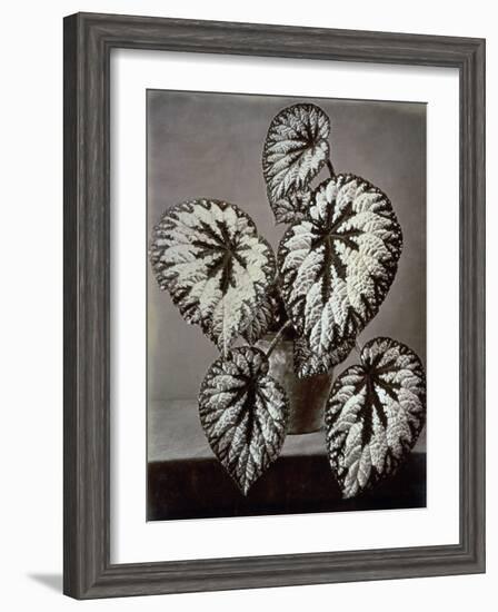 Specimen of 'Begonia Rex' in the garden of the Marchesi Strozzi, in Florence-European School-Framed Giclee Print