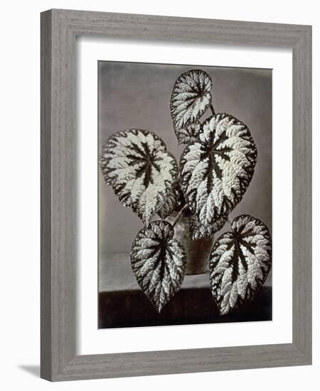 Specimen of 'Begonia Rex' in the garden of the Marchesi Strozzi, in Florence-European School-Framed Giclee Print