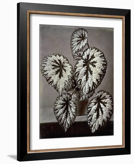 Specimen of 'Begonia Rex' in the garden of the Marchesi Strozzi, in Florence-European School-Framed Giclee Print