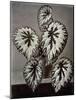 Specimen of 'Begonia Rex' in the garden of the Marchesi Strozzi, in Florence-European School-Mounted Giclee Print