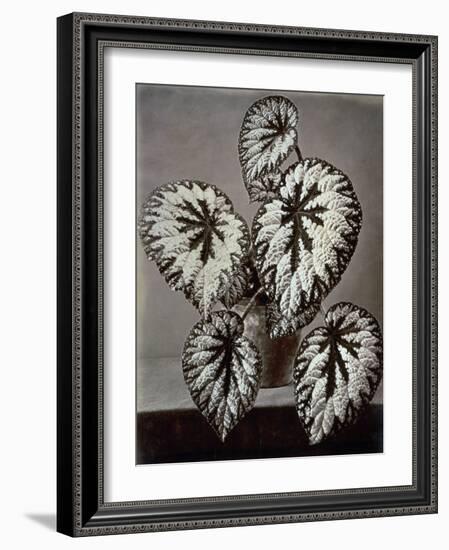 Specimen of 'Begonia Rex' in the garden of the Marchesi Strozzi, in Florence-European School-Framed Giclee Print