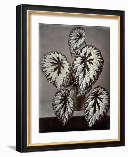 Specimen of 'Begonia Rex' in the garden of the Marchesi Strozzi, in Florence-European School-Framed Giclee Print