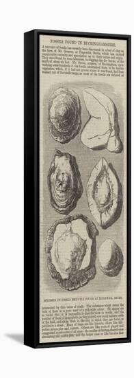 Specimen of Fossils Recently Found at Tingewick, Bucks-null-Framed Premier Image Canvas