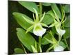 Premium Photographic Print
