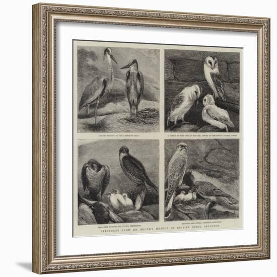 Specimens from Mr Booth's Museum of British Birds, Brighton-Alfred Chantrey Corbould-Framed Giclee Print