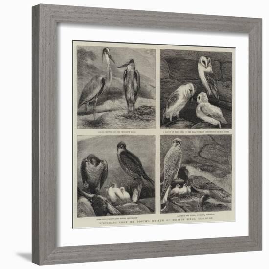 Specimens from Mr Booth's Museum of British Birds, Brighton-Alfred Chantrey Corbould-Framed Giclee Print