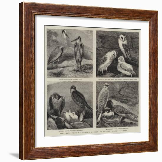 Specimens from Mr Booth's Museum of British Birds, Brighton-Alfred Chantrey Corbould-Framed Giclee Print