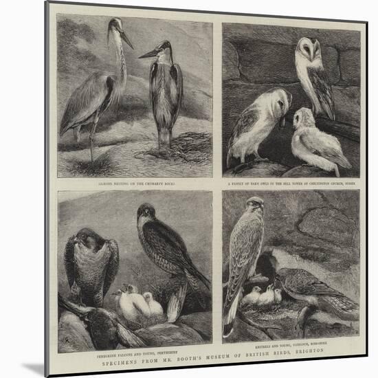 Specimens from Mr Booth's Museum of British Birds, Brighton-Alfred Chantrey Corbould-Mounted Giclee Print