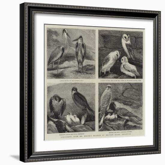 Specimens from Mr Booth's Museum of British Birds, Brighton-Alfred Chantrey Corbould-Framed Giclee Print