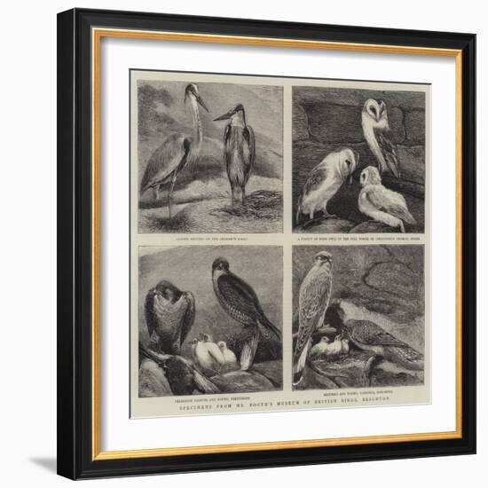 Specimens from Mr Booth's Museum of British Birds, Brighton-Alfred Chantrey Corbould-Framed Giclee Print