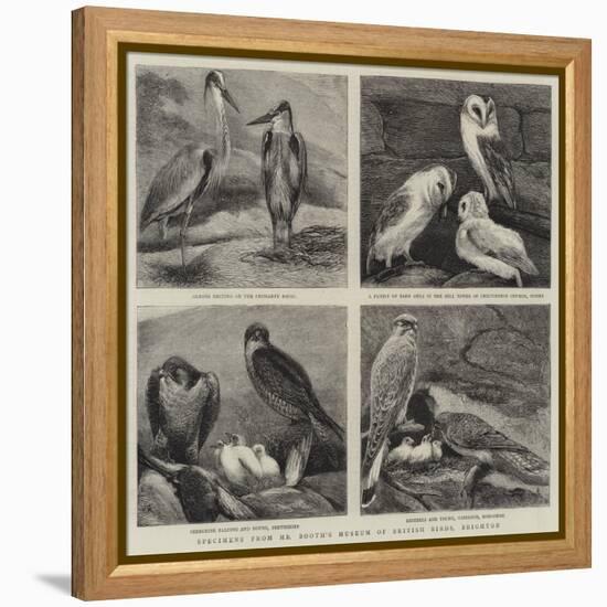 Specimens from Mr Booth's Museum of British Birds, Brighton-Alfred Chantrey Corbould-Framed Premier Image Canvas