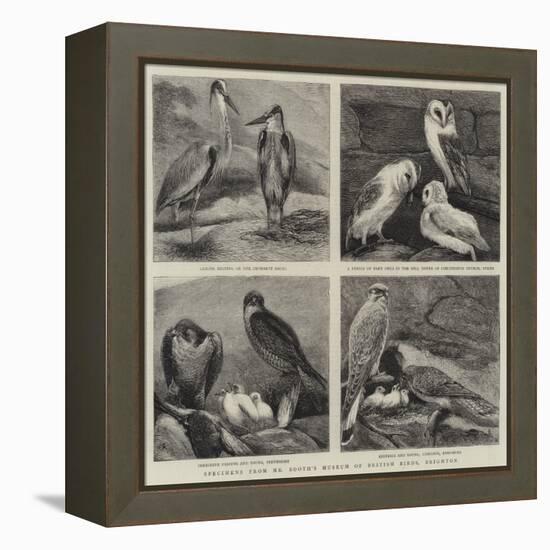 Specimens from Mr Booth's Museum of British Birds, Brighton-Alfred Chantrey Corbould-Framed Premier Image Canvas