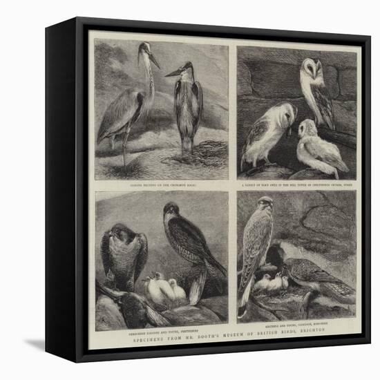 Specimens from Mr Booth's Museum of British Birds, Brighton-Alfred Chantrey Corbould-Framed Premier Image Canvas