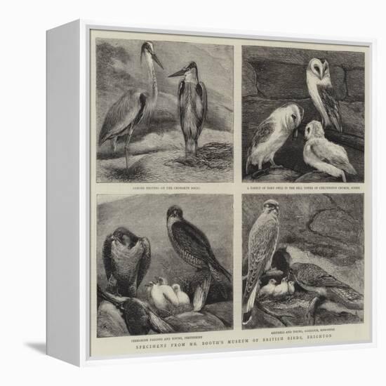 Specimens from Mr Booth's Museum of British Birds, Brighton-Alfred Chantrey Corbould-Framed Premier Image Canvas