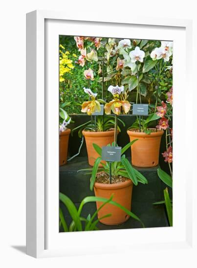 Specimens on Display at the Kew Orchid Festival, Kew Gardens, London-null-Framed Photographic Print