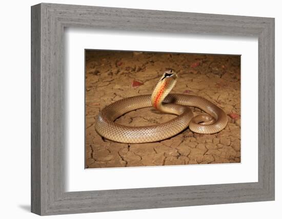 Speckled brownsnake male and flicking tongue, Australia-Robert Valentic-Framed Photographic Print