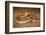 Speckled brownsnake male and flicking tongue, Australia-Robert Valentic-Framed Photographic Print