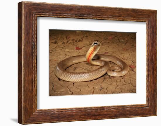 Speckled brownsnake male and flicking tongue, Australia-Robert Valentic-Framed Photographic Print