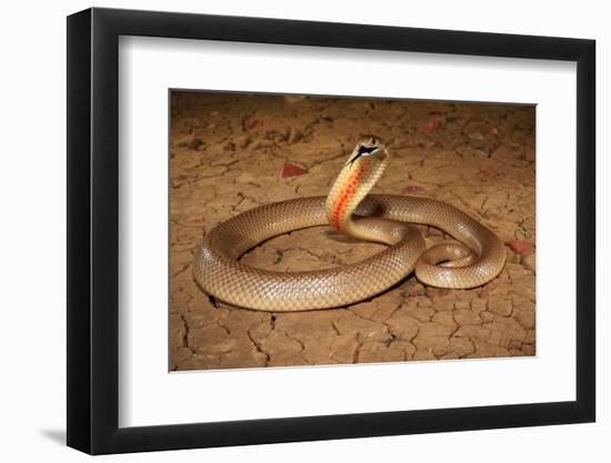 Speckled brownsnake male and flicking tongue, Australia-Robert Valentic-Framed Photographic Print