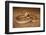 Speckled brownsnake male and flicking tongue, Australia-Robert Valentic-Framed Photographic Print