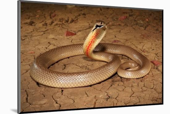 Speckled brownsnake male and flicking tongue, Australia-Robert Valentic-Mounted Photographic Print