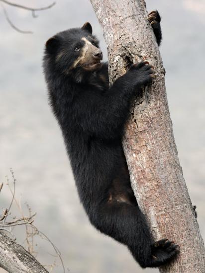 'Spectacled Bear Climbing in Tree, Chaparri Ecological Reserve, Peru