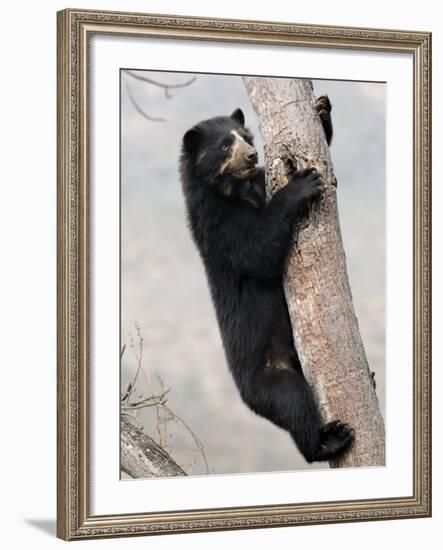 Spectacled Bear Climbing in Tree, Chaparri Ecological Reserve, Peru, South America-Eric Baccega-Framed Photographic Print
