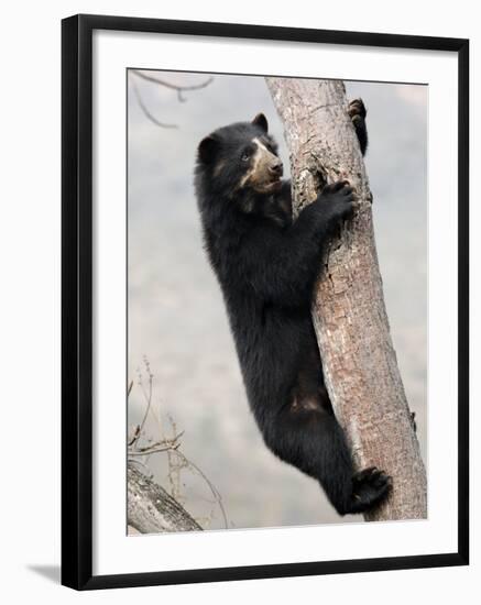 Spectacled Bear Climbing in Tree, Chaparri Ecological Reserve, Peru, South America-Eric Baccega-Framed Photographic Print