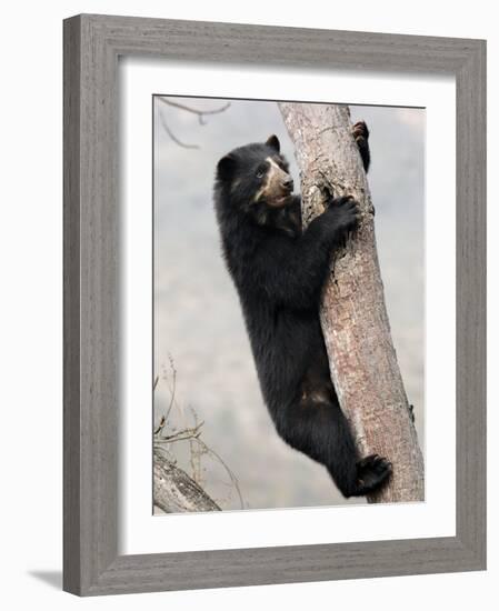 Spectacled Bear Climbing in Tree, Chaparri Ecological Reserve, Peru, South America-Eric Baccega-Framed Photographic Print