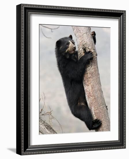 Spectacled Bear Climbing in Tree, Chaparri Ecological Reserve, Peru, South America-Eric Baccega-Framed Photographic Print