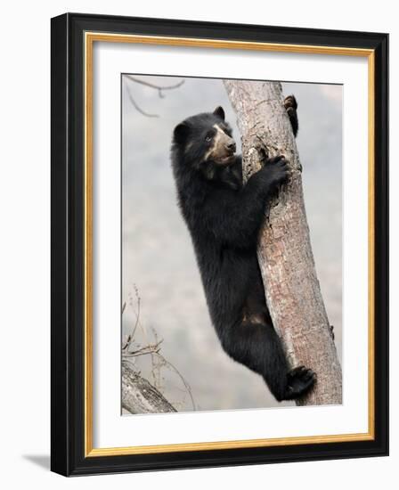 Spectacled Bear Climbing in Tree, Chaparri Ecological Reserve, Peru, South America-Eric Baccega-Framed Photographic Print