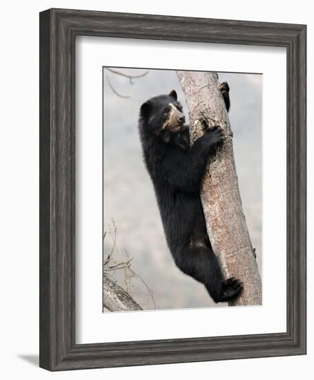 Spectacled Bear Climbing in Tree, Chaparri Ecological Reserve, Peru, South America-Eric Baccega-Framed Photographic Print