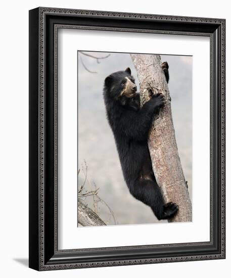 Spectacled Bear Climbing in Tree, Chaparri Ecological Reserve, Peru, South America-Eric Baccega-Framed Photographic Print