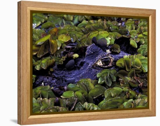 Spectacled Caiman, Amazon Rainforest, Pantanal, Brazil-Gavriel Jecan-Framed Premier Image Canvas