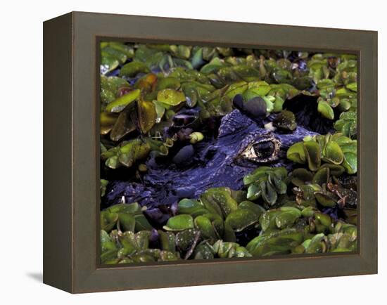 Spectacled Caiman, Amazon Rainforest, Pantanal, Brazil-Gavriel Jecan-Framed Premier Image Canvas