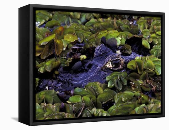 Spectacled Caiman, Amazon Rainforest, Pantanal, Brazil-Gavriel Jecan-Framed Premier Image Canvas