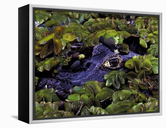 Spectacled Caiman, Amazon Rainforest, Pantanal, Brazil-Gavriel Jecan-Framed Premier Image Canvas