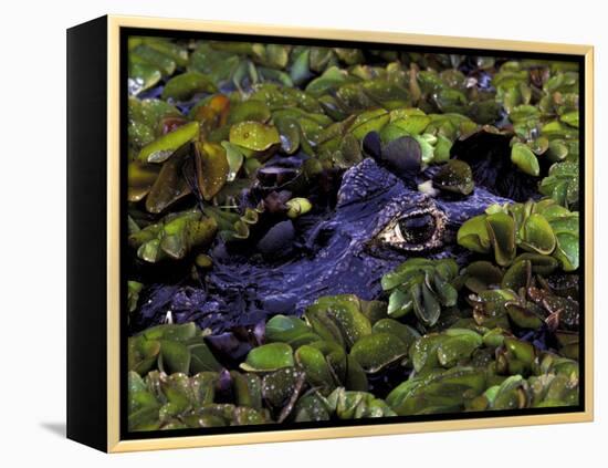 Spectacled Caiman, Amazon Rainforest, Pantanal, Brazil-Gavriel Jecan-Framed Premier Image Canvas