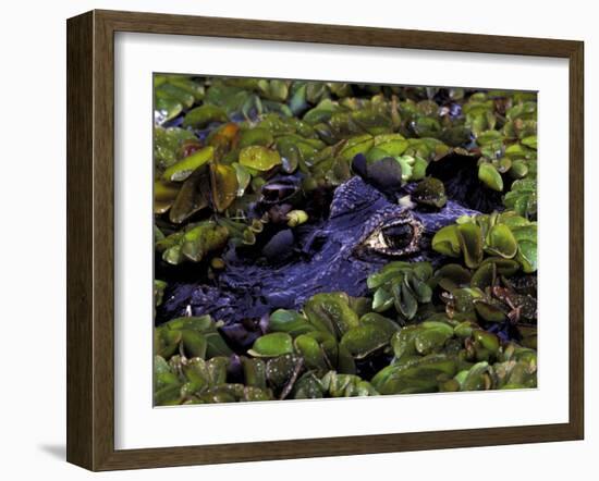 Spectacled Caiman, Amazon Rainforest, Pantanal, Brazil-Gavriel Jecan-Framed Photographic Print